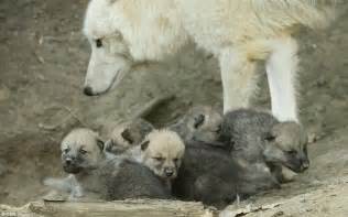 Not So Frosty Reception Wolf Cubs More Used To Minus 60c Arctic