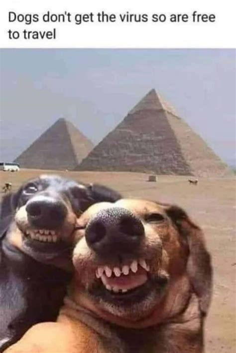 Download Dog Silly Selfie Meme Picture