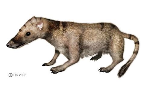 Sinoconodon Rigneyi Is A Species Of Mammaliamorph From The Late