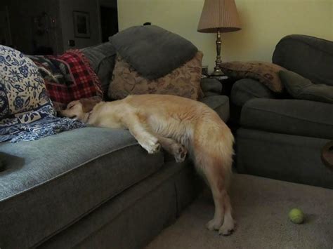 50 Times Dogs Managed To Fall Asleep In Awkwardly Funny Positions