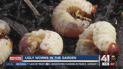 How Do You Get Rid Of Garden Worms Garden Ftempo