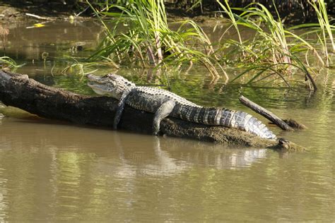 Alligator In Louisiana Swamp Sunbathing Free Image Download