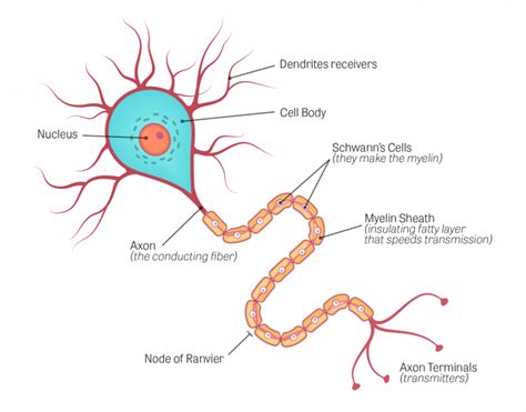 ระบบประสาทส่วนกลาง Central Nervous System