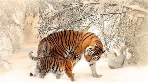 Wallpaper Illustration Nature Snow Winter Tiger Wildlife Big Cats Baby Animals Fauna
