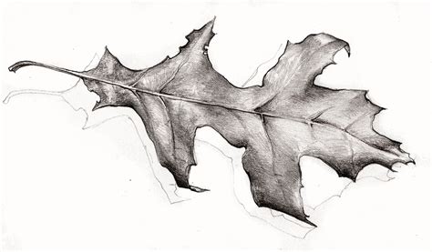 A Study Of A Dried Up Oak Leaf In 2020 Drawings Oak Leaf Pencil