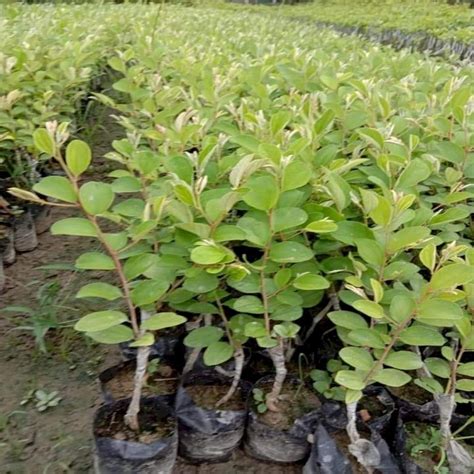 Full Sun Exposure Thai Green Apple Ber Plant Rs 150 Piece New Jagrati Kisan Agricare Private