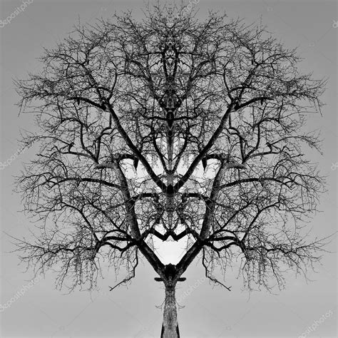 Симметрия абстракции деревьев — Стоковое фото © Tarasylo 83723420