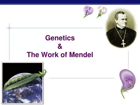 Ppt Genetics And The Work Of Mendel Powerpoint Presentation Free