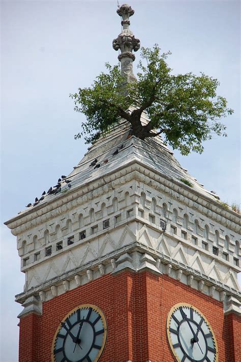 Greensburg Indiana Tree Growing Out Of Courthouse Tower Beautiful