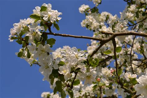 Free Images Tree Nature Branch White Fruit Flower Bloom Food