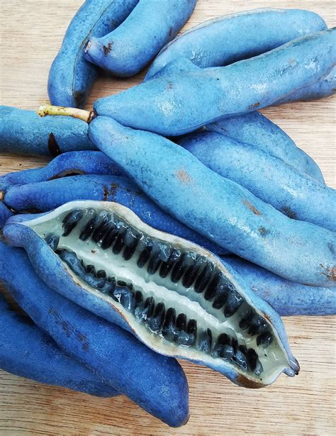 Decaisnea Fargesii Blue Sausage Shrub Fruit Plant Garden Hardy