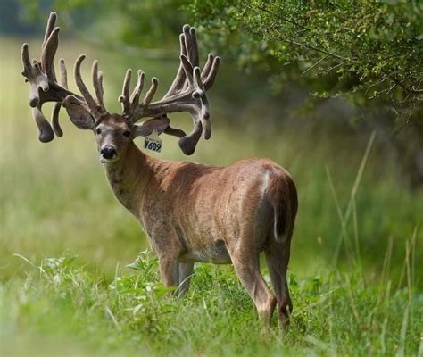 M3 Whitetails How Much Can A Buck Improve Between 2 And 3 Deer