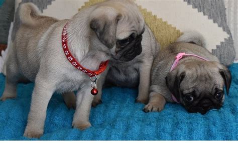 You will find pug dogs and puppies for adoption in our michigan listings. Pug Puppies For Sale | Jackson, MI #298351 | Petzlover