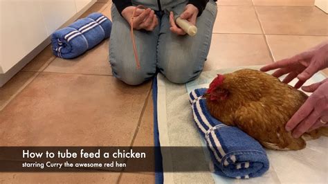 How To Tube Feed A Chicken Youtube