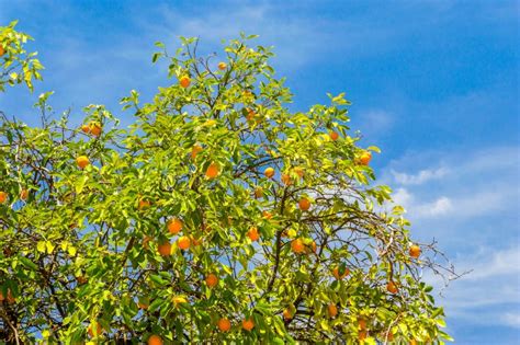 Orange Tree With Branches Full Of Many Ripe Fruits Stock Photo Image
