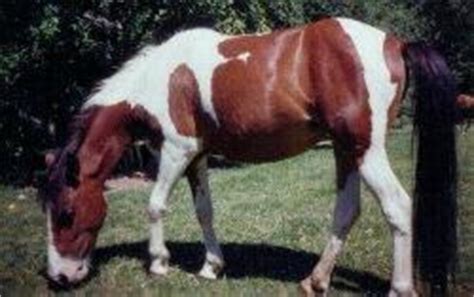 chincoteague pony horse breed horse breeding types  breeds  equiworld