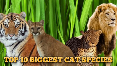 Top 10 Biggest Wild Cats In The World With Their Weight Youtube