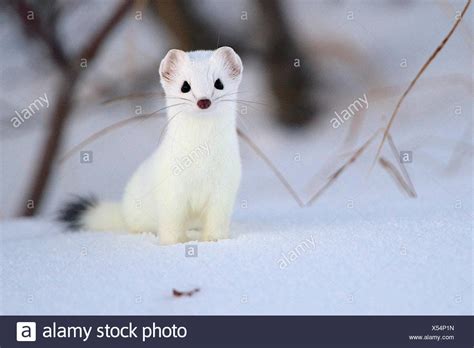 The Ermine Portrait Stock Photos And The Ermine Portrait Stock Images Alamy