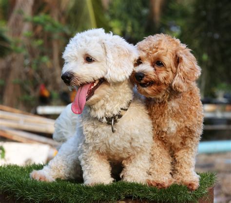Hypoallergenic Breed Best Small Breed Hypoallergenic Dogs Dogvills