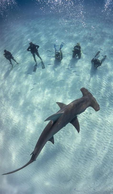 Bimini Bahamas Hammerhead Shark Diving Encounters And Dive Rates Shark