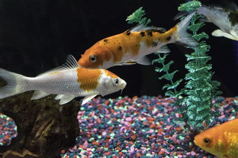 Koi Fish Pet Store 1372 Chick Newman Flickr