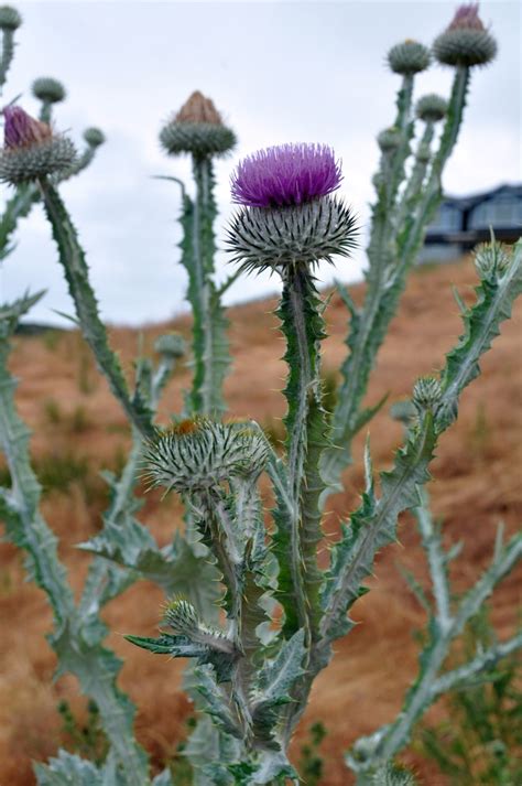 Scotch Thistle Ssisc
