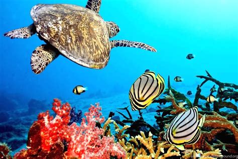 Ocean Life Hd Images Underwater Fish Desktop Wallpapers