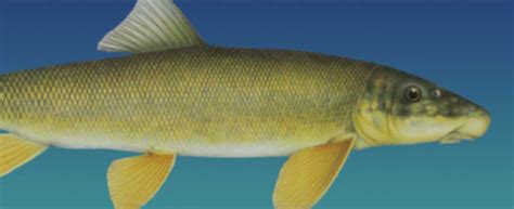 Species Profiles Cskt Division Of Fish Wildlife Recreation