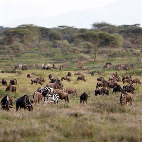 The Serengeti Endangered Ecosystems Endangered Wonders