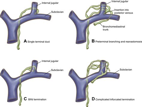 Anatomy Of The Thoracic Duct Thoracic Surgery Clinics