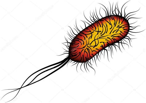 E Coli Bacteria Isolated Red On White Background Stock Vector By