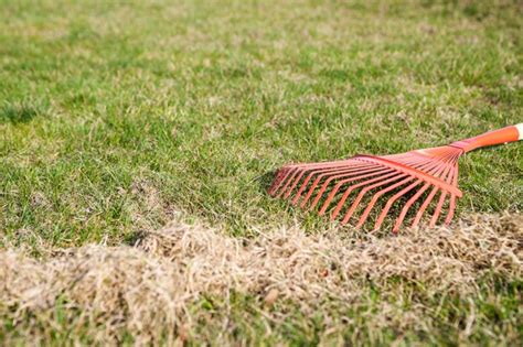 How To Overseed Your Lawn Blains Farm And Fleet Blog