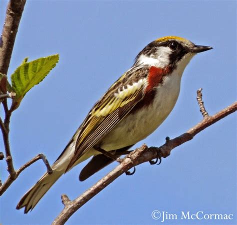 Ohio Birds And Biodiversity