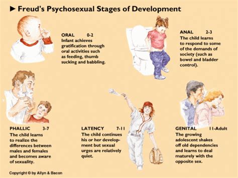 Haley Dennerline This Picture Shows The Five Stages Of Freuds Psychosexual Stages Of Life It