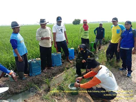 Begini Cara Petani Kecamatan Compreng Halau Serangan Hama Sundep