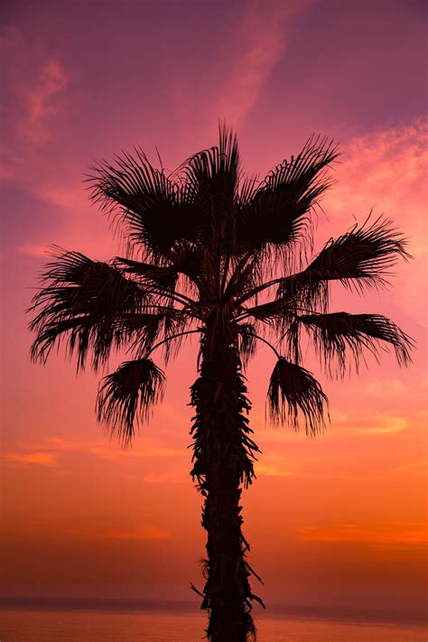 500 Sunset With Palm Tree Pictures Stunning Download Free Images
