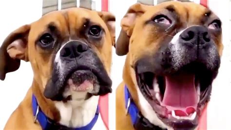 This Dog Yawns A Little Different Youtube