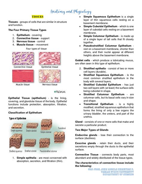 Solution Tissues And Classification Of Epithelium Notes Studypool