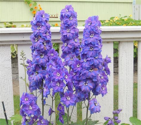 Delphiniums How To Plant Grow And Care For Delphinium Flowers The