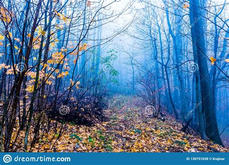 Mysterious Foggy Autumn Forest With Yellow Leaves And Dark Atmosfere