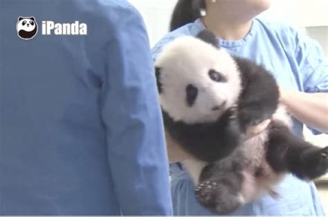 The Worlds Happiest Caretaker The Panda Nanny Theasianparent