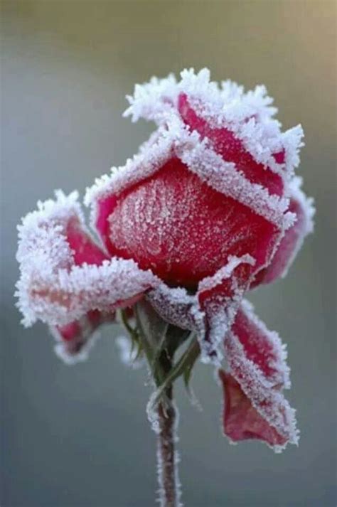 Beautiful Frozen Flowers 11 Frozen Rose Winter Rose Beautiful Roses