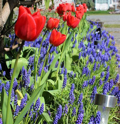 A Red Tulip With Muscari Blooming Under Spring Sunshine Stock Photo