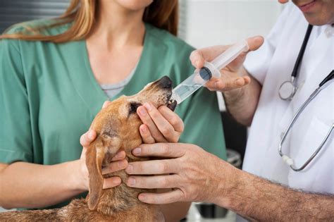 Giving Medications To Your Dog A How To Guide Topdog Health