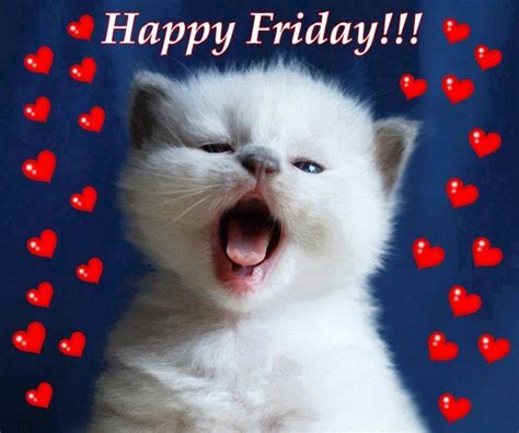 Happy Friday Cat Pictures Photos And Images For Facebook