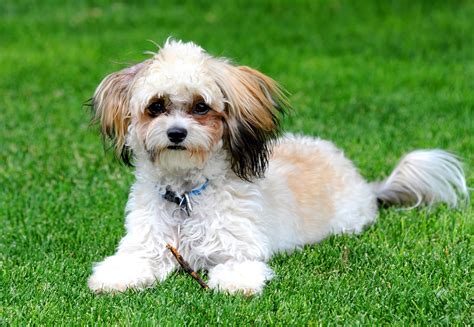 15 Cutest Shih Poo Haircuts To Ask Your Groomer To Try