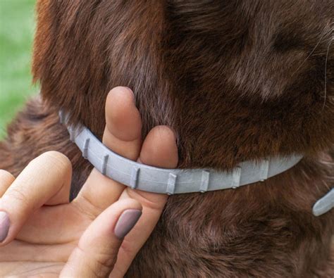 The Facts About Hartz Flea And Tick Collars Hartz