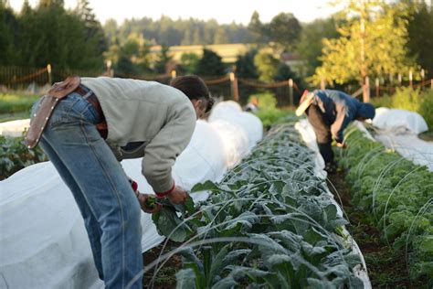 Part Time Harvest Crew Job In Oregon Beginning Farmers