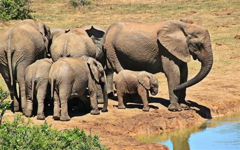 African Elephant And The Ecosystem Going On Safari