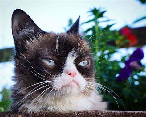The Worlds Grumpiest Cat Grumpy Cat Funny Grumpy Cat Memes Grumpy